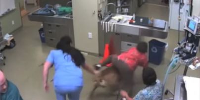 Юзеры фанатеют от видео, на котором огромный пес устроил гонки с медсестрой на спине