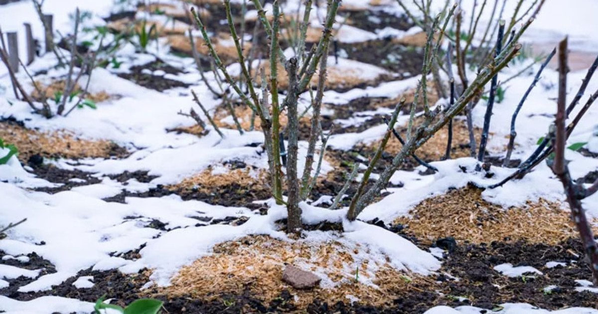Мульчування