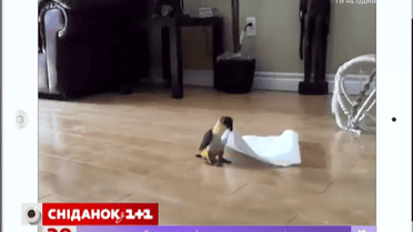 Подборка смешного видео из интернета