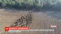 7 дитинчат зубра народились на Вінниччині у Хмільницькому лісництві