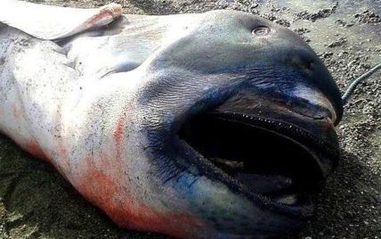 Рідкісну велетенську акулу знайшли на пляжі у Філіппінах
