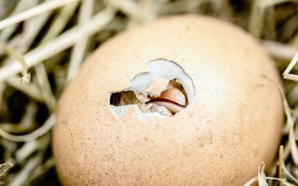 Что появилось раньше: курица или яйцо — ученые наконец-то узнали ответ