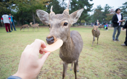 В Японії олені все частіше кусають туристів через обман
