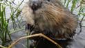 У столичній водоймі оселилися пухнасті ондатри