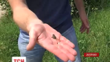 Навала жаб налякала мешканців села Веселянка на Запоріжжі
