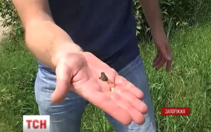 На Запорожье тысячи лягушек захватили село