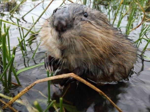 Бобри захоплюють Арктику: як тварини змінюють північні річки та озера