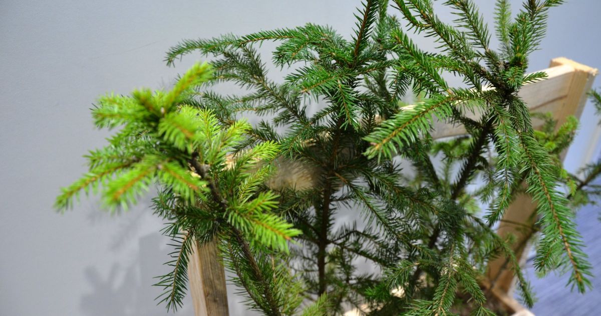 У Києві планують висадити рекордні понад 100 тисяч дерев: інтерактивна мапа з локаціями