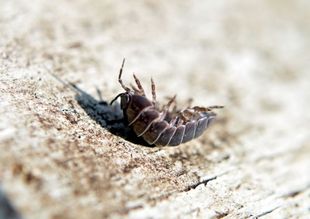 Профілактика появи мокриць у домі / © pixabay.com