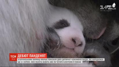 У Берлінському зоопарку вперше показали двох дитинчат-близнюків панди