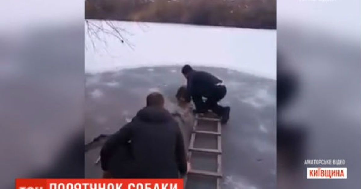 Дільничний на Київщині влаштував рятувальну операцію для вівчарки, яка замерзала в ополонці