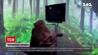 Новини світу: у стартапі Ілона Маска макаці вживили чіп, аби навчити грати її у відеоігри