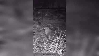 Фотоловушка Чернобыльского заповедника зафиксировала енотовидную собаку