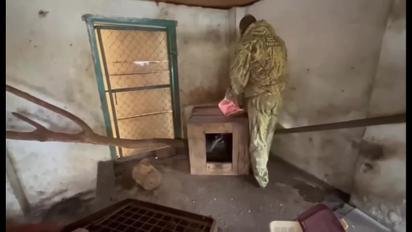 З'явилося відео, як командування ЗС РФ у Херсоні особисто краде єнотів із зоопарку