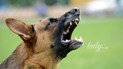 Укус беспризорной собаки: как реагировать: первая помощь и лечение