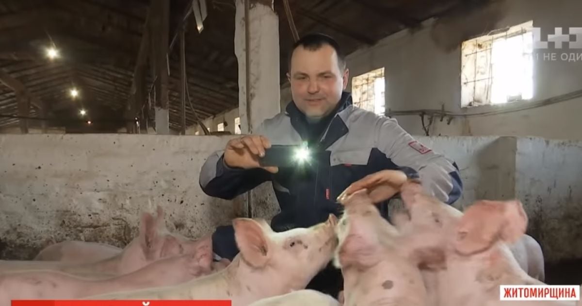 Фермер с Житомирщины на своем Youtube-канале рассказывает, как вырастить свиней и заработать на них