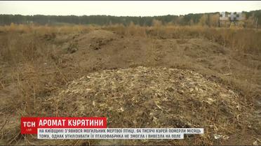 На Київщині жителі села звинувачують птахоферму у створенні могильника курей