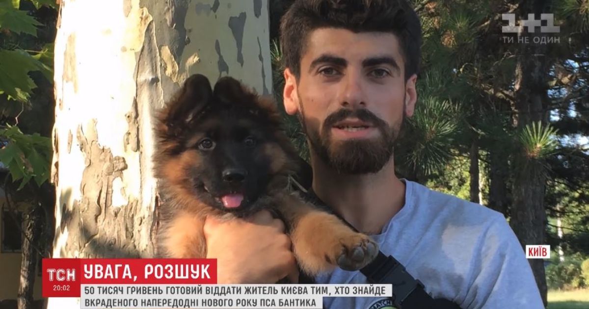 50 тисяч гривень за друга: киянин розшукує свого вкраденого пса