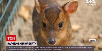 Новости Украины: в харьковском экопарка появилось пополнение в семье оленей мунтжаков