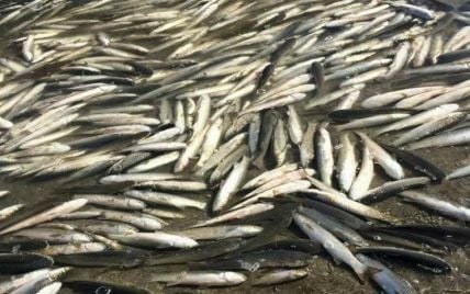 Массовый мор рыб на Днепропетровщине: что нужно знать, чтобы не отравиться