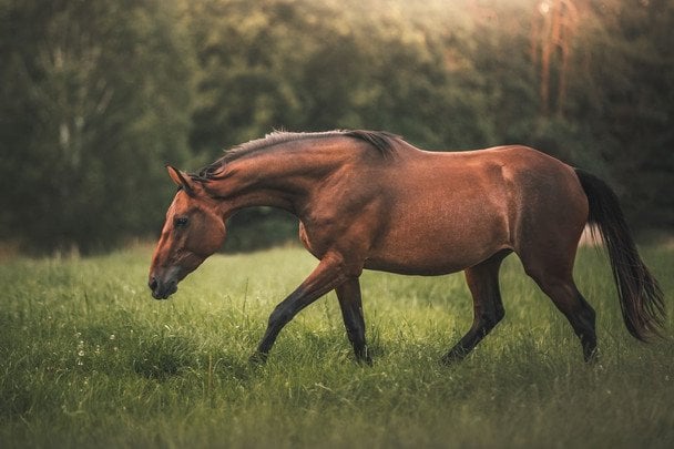11 липня Всесвітній день коня / © pexels.com