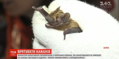 Спецоперацію із порятунку 500 кажанів розгорнули в Запоріжжі