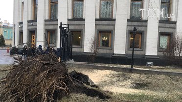 Смерека під радою_2 / © Фото Інни Боднар/ТСН