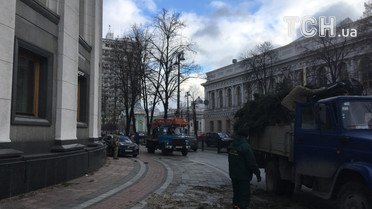 Смерека під радою_6 / © Фото Інни Боднар/ТСН