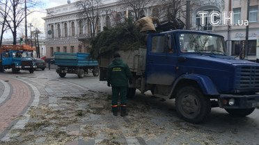 Смерека під радою_3 / © Фото Інни Боднар/ТСН
