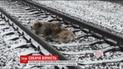 Користувачів Інтернету зворушило відео, як собака рятує життя своїй подрузі