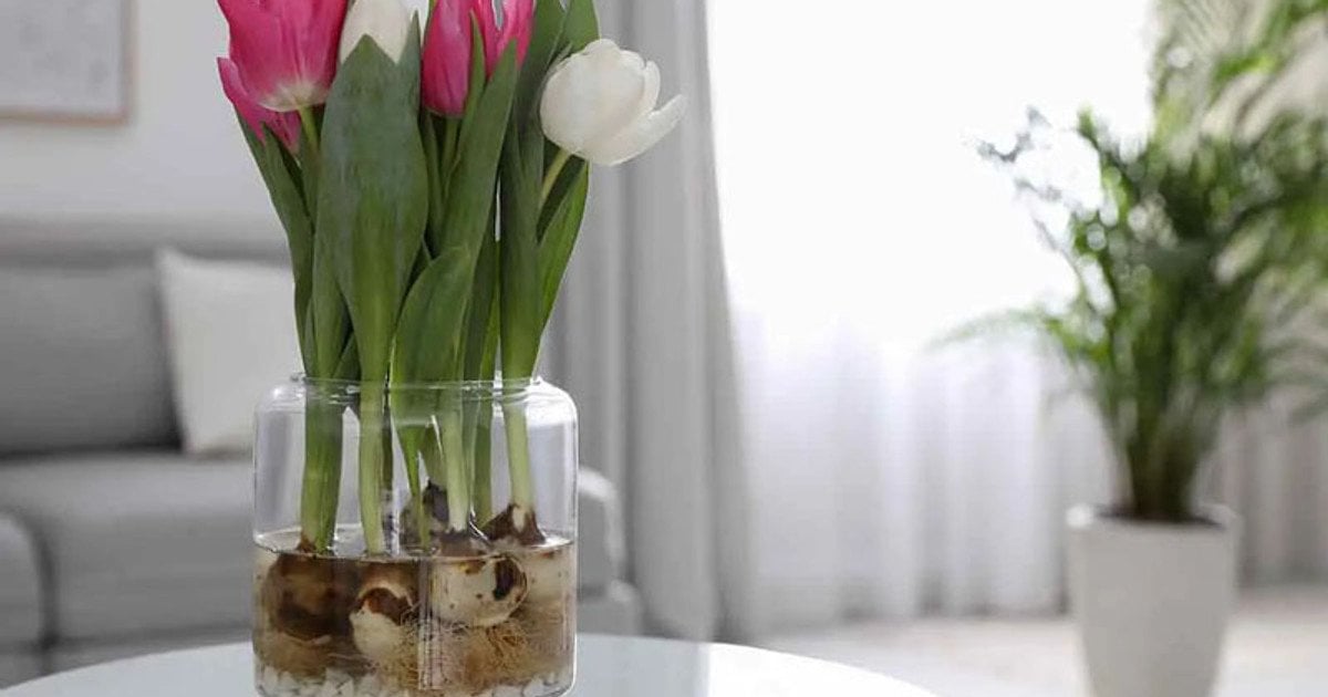 Вирощування тюльпанів