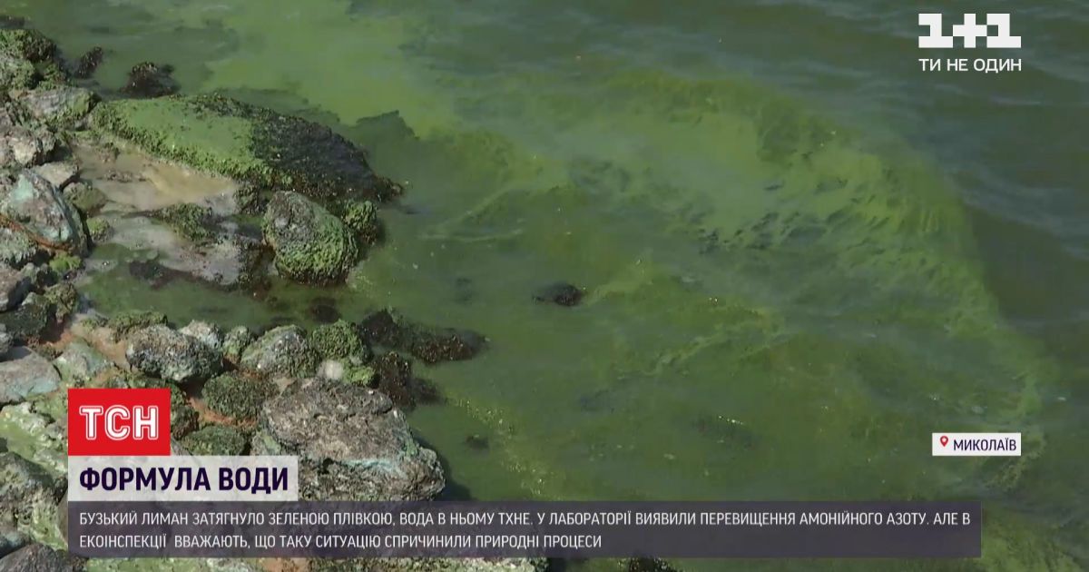 Может стать болотом: экологи бьют тревогу из-за катастрофического загрязнения бугского лимана