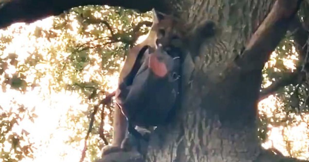 В США батько рюкзаком відбив трирічного сина від розлюченої пуми