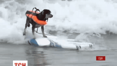 В американском Сан-Диего прошли соревнования по серфингу для собак