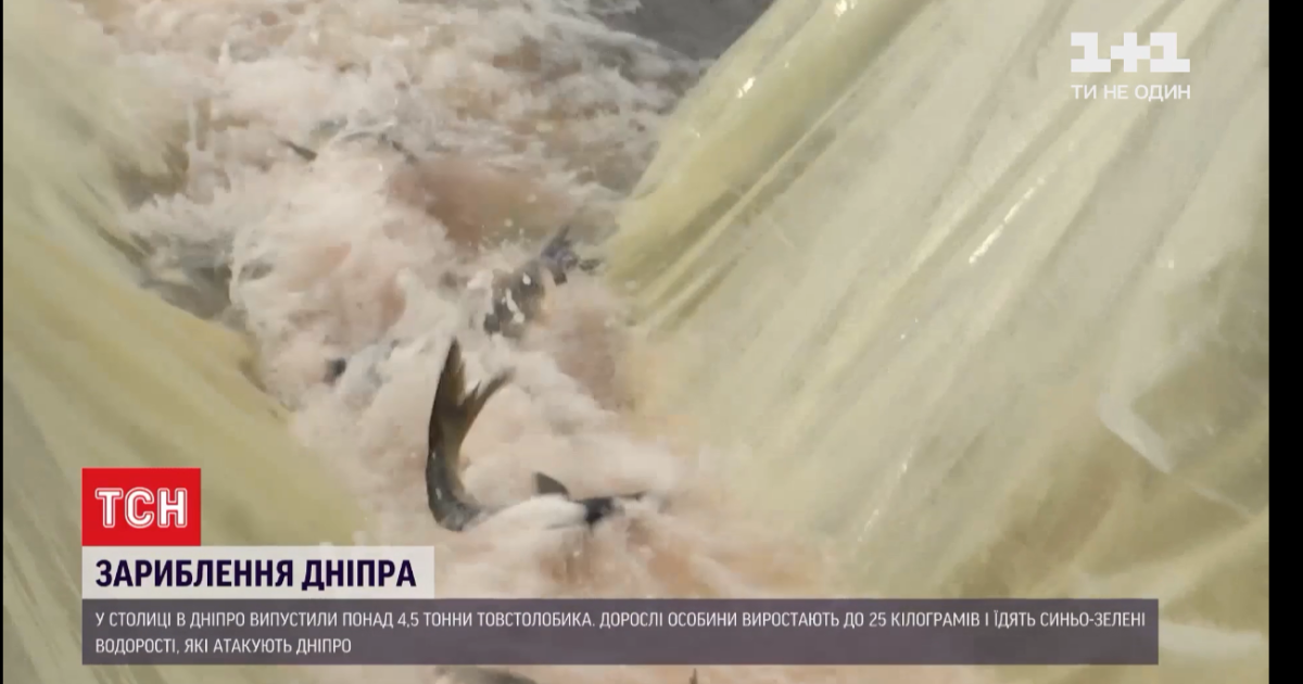 В Киеве состоялось зарыбление Днепра: в реку выпустили более 30 тыс. толстолобиков