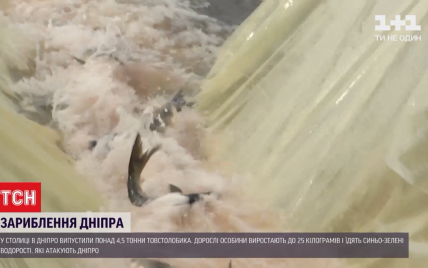 У Києві відбулось зариблення Дніпра: у річку випустили понад 30 тисяч товстолобиків