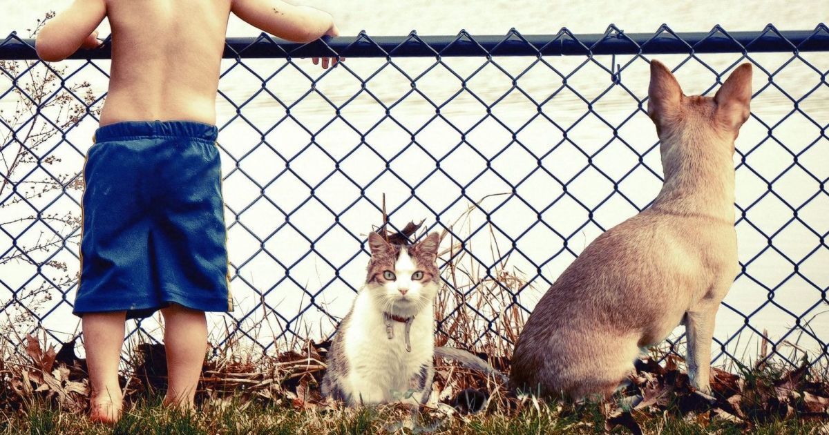 У Каліфорнії заборонили зоомагазинам торгувати породистими тваринами