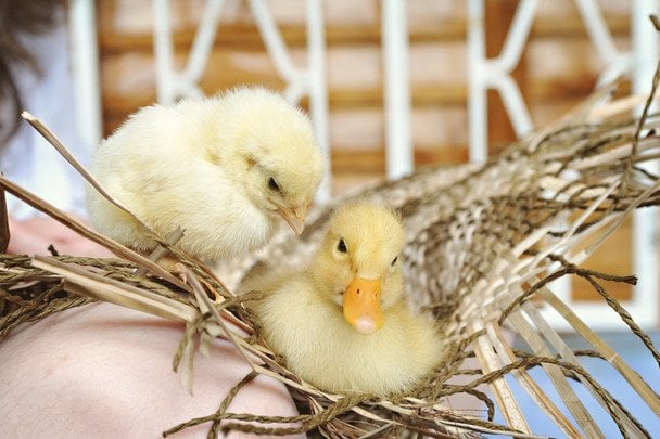 Народні прикмети 27 квітня / © pexels.com