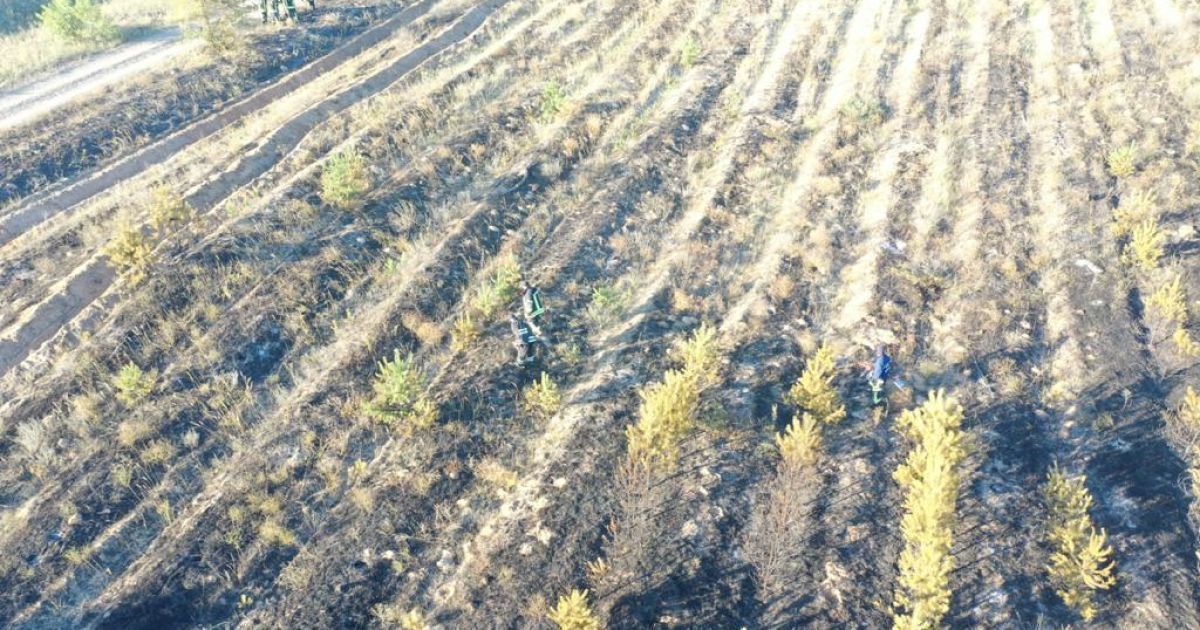У Луганській області загасили лісову пожежу, яка сталася через обстріл бойовиків