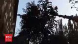 В Никополе из плена нитей на дереве освободили голубя