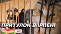 Організація "Зоопатруль" відкрила новий сучасний притулок в Ірпені