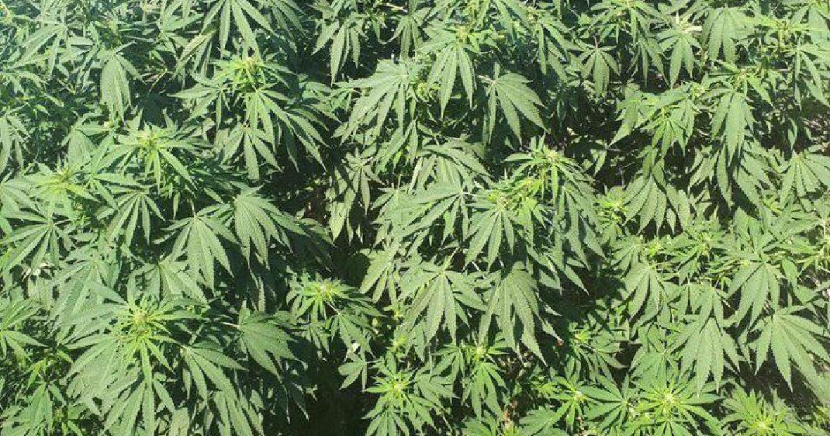 1500 квадратних метрів конопель виявили правоохоронці серед дунайських плавнів