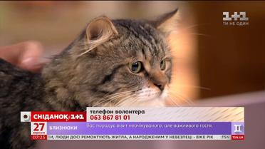 Котик-найденыш ищет новый дом