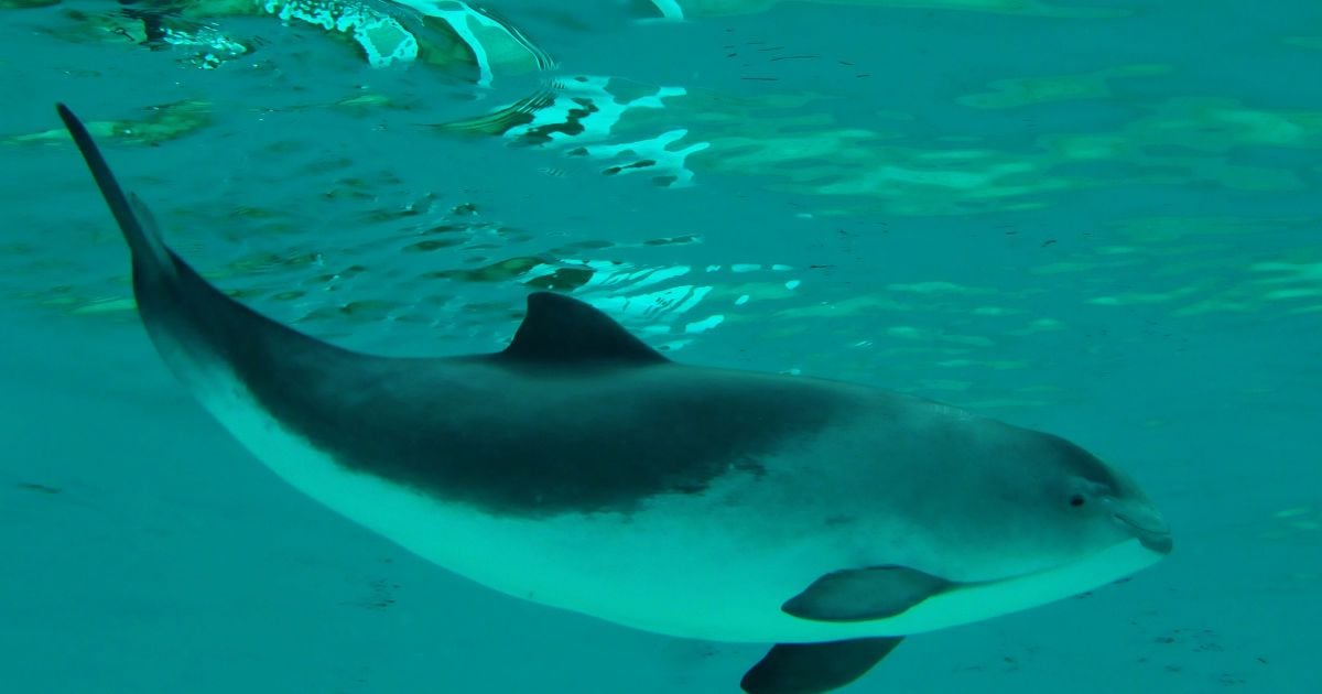 Мертвая морская свинья на одесском пляже: экологи рассказали о возможной причине гибели