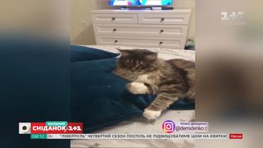 Найкращі відео домашніх улюбленців від глядачів "Сніданку"