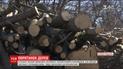 На Кировоградщине массово вырубают деревья, которые специально высаживали селяне