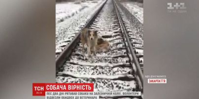 На Закарпатті дві доби поспіль пес не відходив від пораненої собаки, яка потрапила під потяг