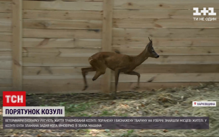 В Харьковской области спасают жизнь косули, которой раздробило ногу: фото, видео