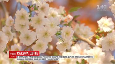 В Киеве на бульваре Верховной Рады расцвела японская вишня