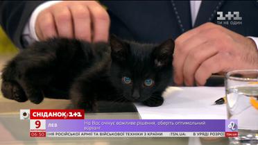 Кошенята з притулку "Сіріус" шукають сім’ю